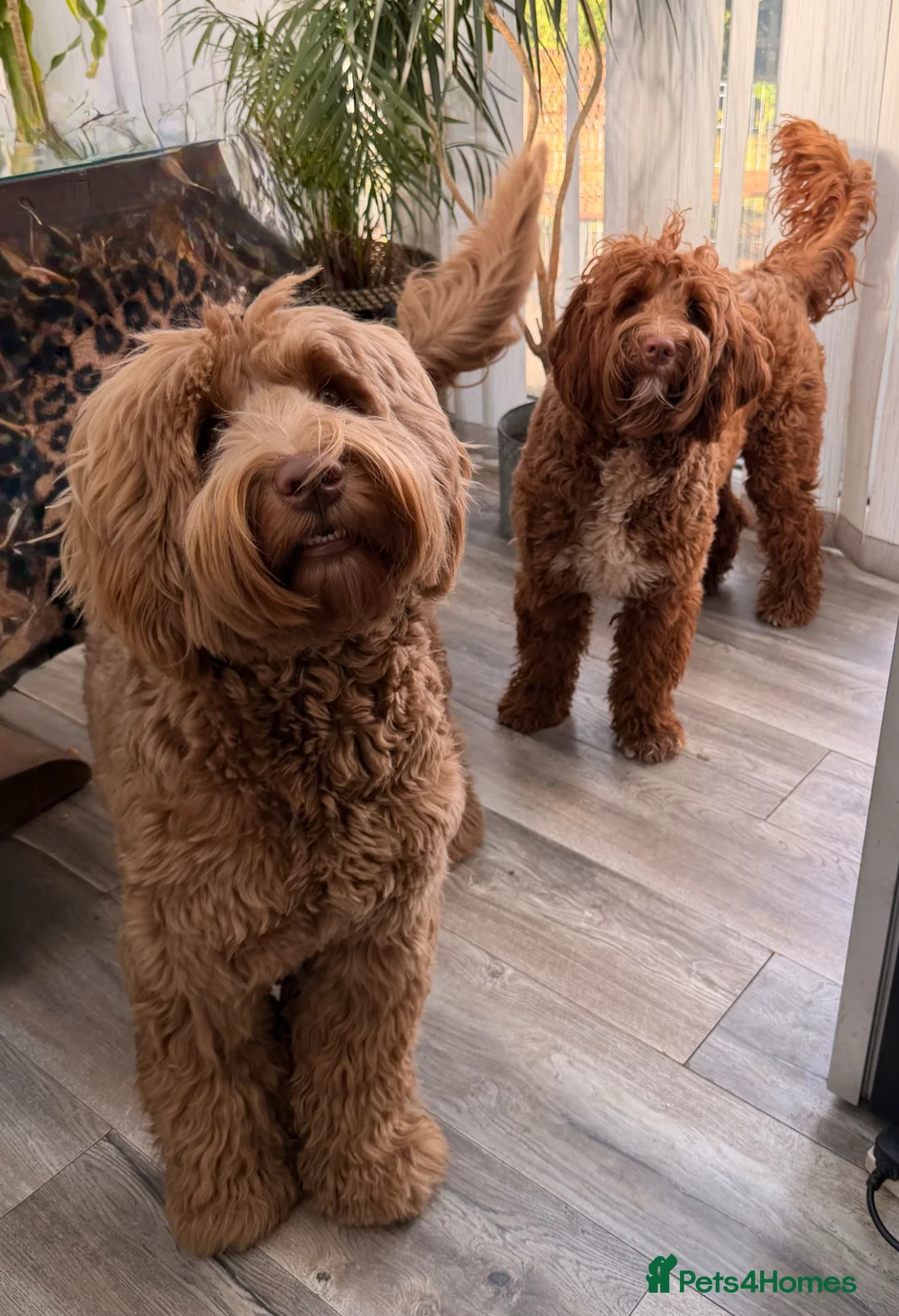 Australian Labradoodle dogs for sale: 100% WALA registered Australian Labradoodles - Advert 4