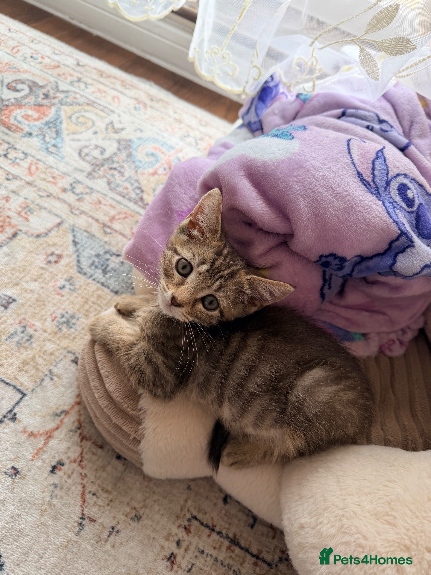 British Shorthair cats Male kitten - Advert 1