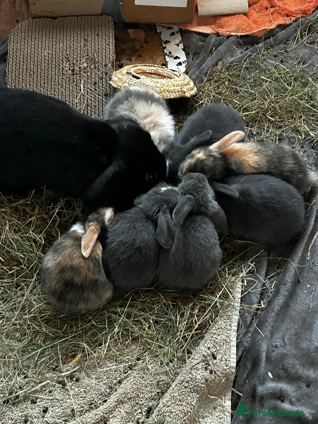 Mini Lop rabbits for sale: Gorgeous Mini Lops - Advert 2