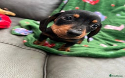 Miniature Dachshund dogs for sale: Miniature dachshund. 8 weeks READY TO LEAVE - Image 20