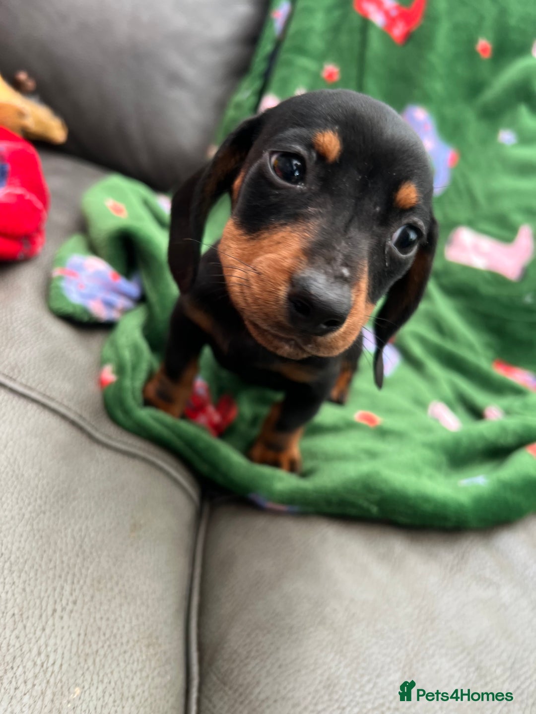 Miniature Dachshund dogs for sale: Miniature dachshund. 8 weeks READY TO LEAVE - Image 20
