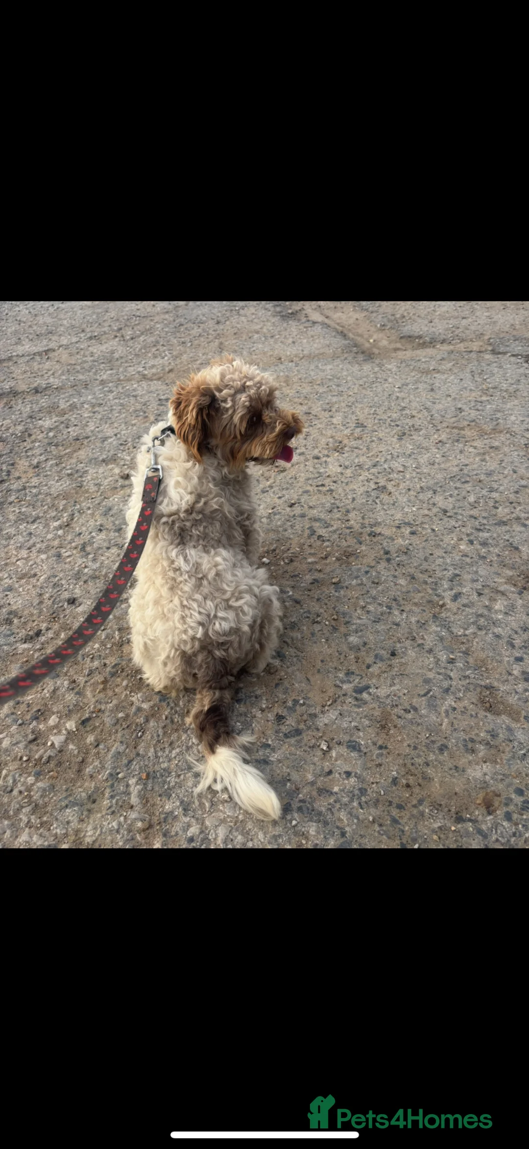 Cavapoo dogs for sale: Female adult Cavapoo 2 years old   in Great Yarmouth - Advert 4