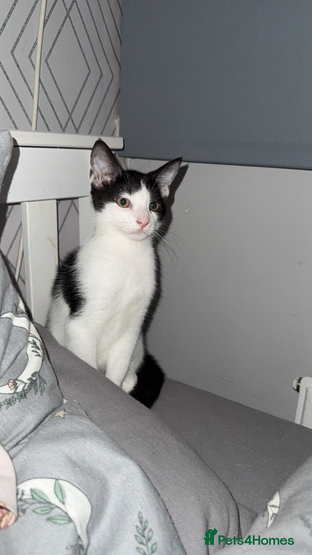 Mixed Breed cats Two cats for sale  - Advert 2
