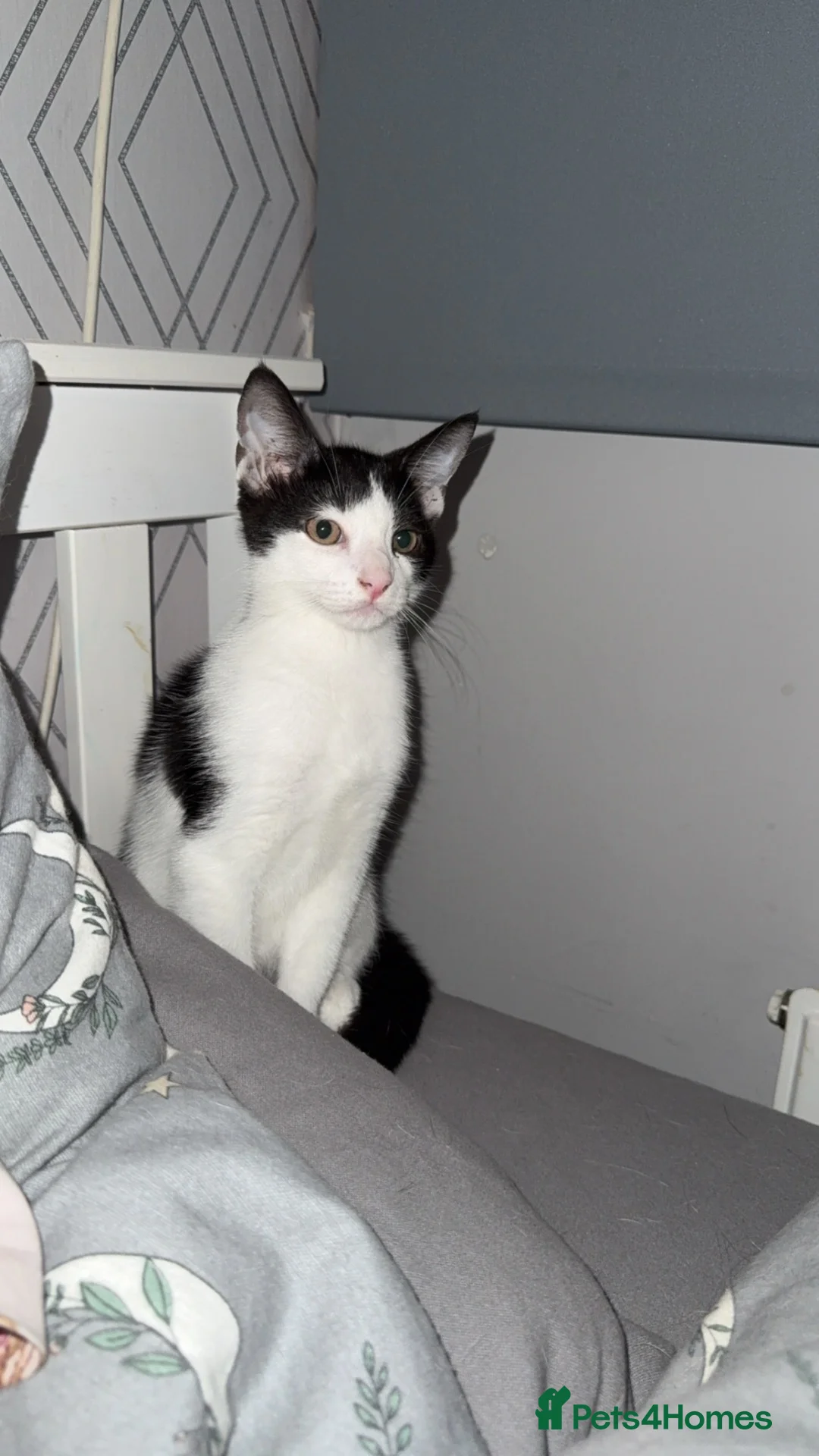 Mixed Breed cats for sale: Two cats for sale  - Advert 2