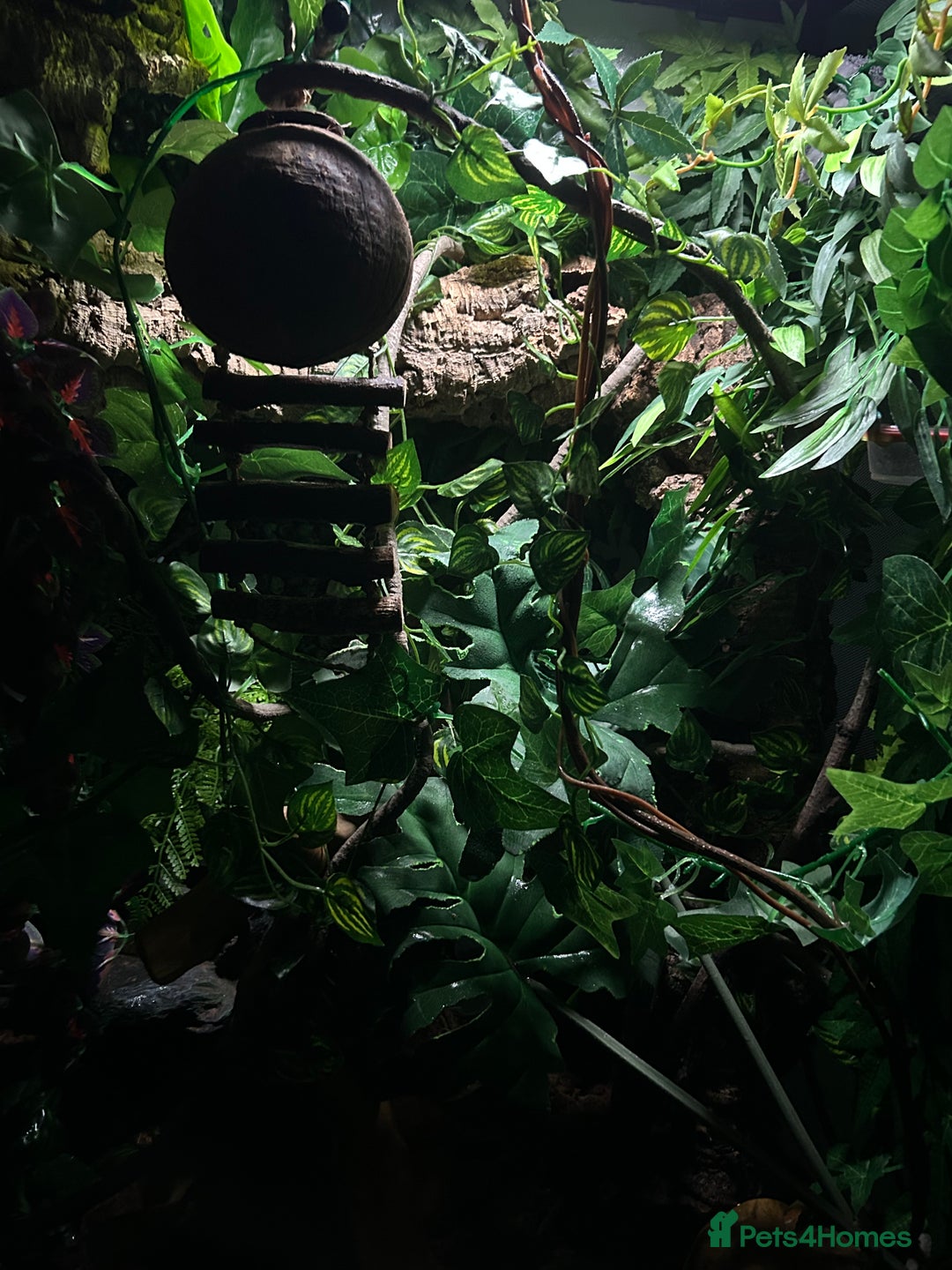 Gecko reptiles for sale: Harlequin Tricolour Crested Gecko + Large Tank - Advert 17