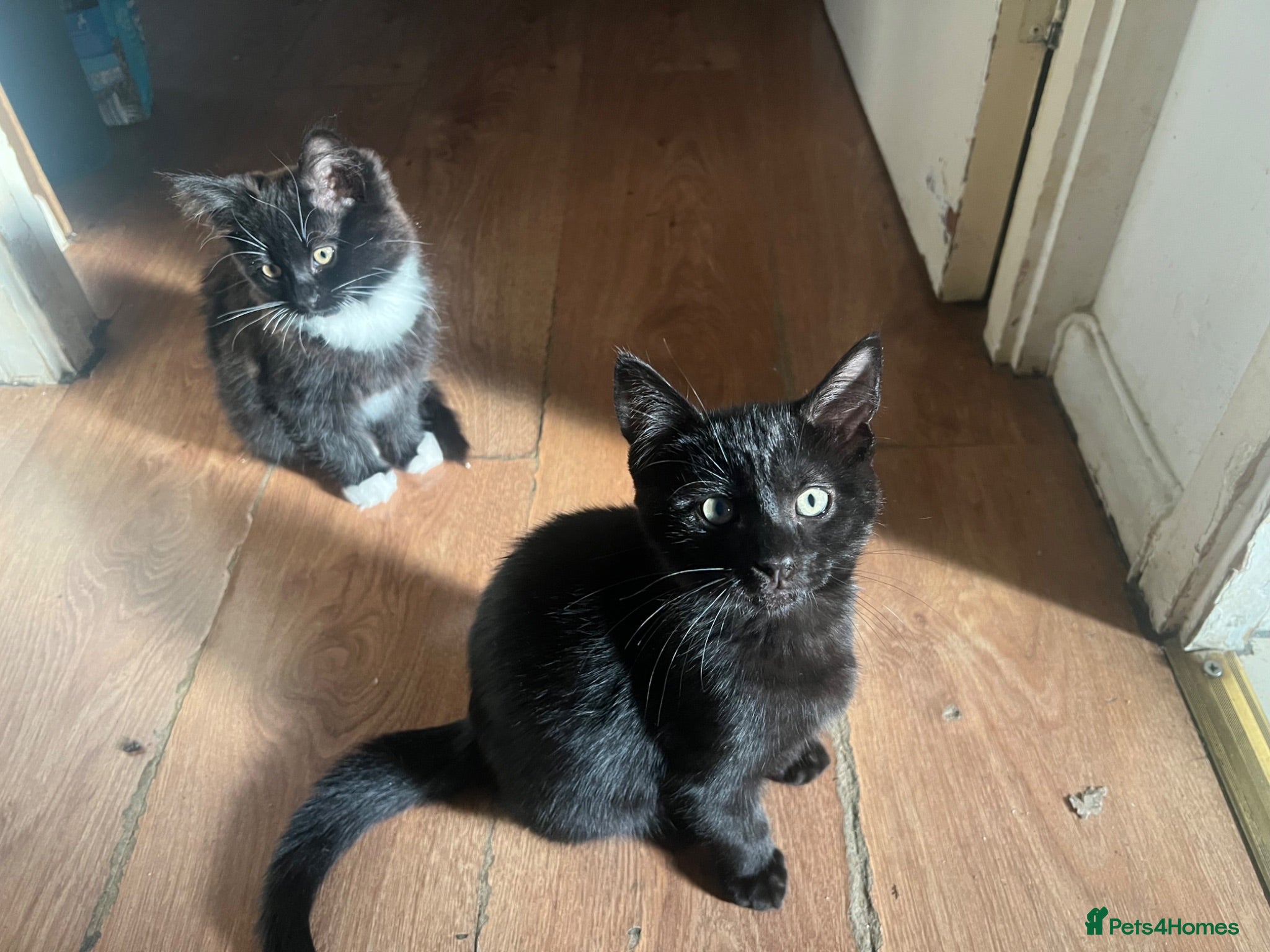 Mixed Breed cats Cute and playful - Advert 3