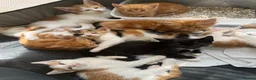 Mixed Breed cats for sale: Mixed breed kittens  - Advert 2