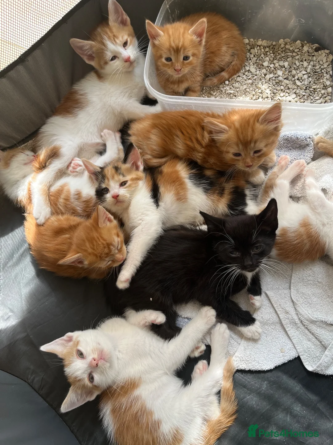 Mixed Breed cats for sale: Mixed breed kittens  - Advert 2