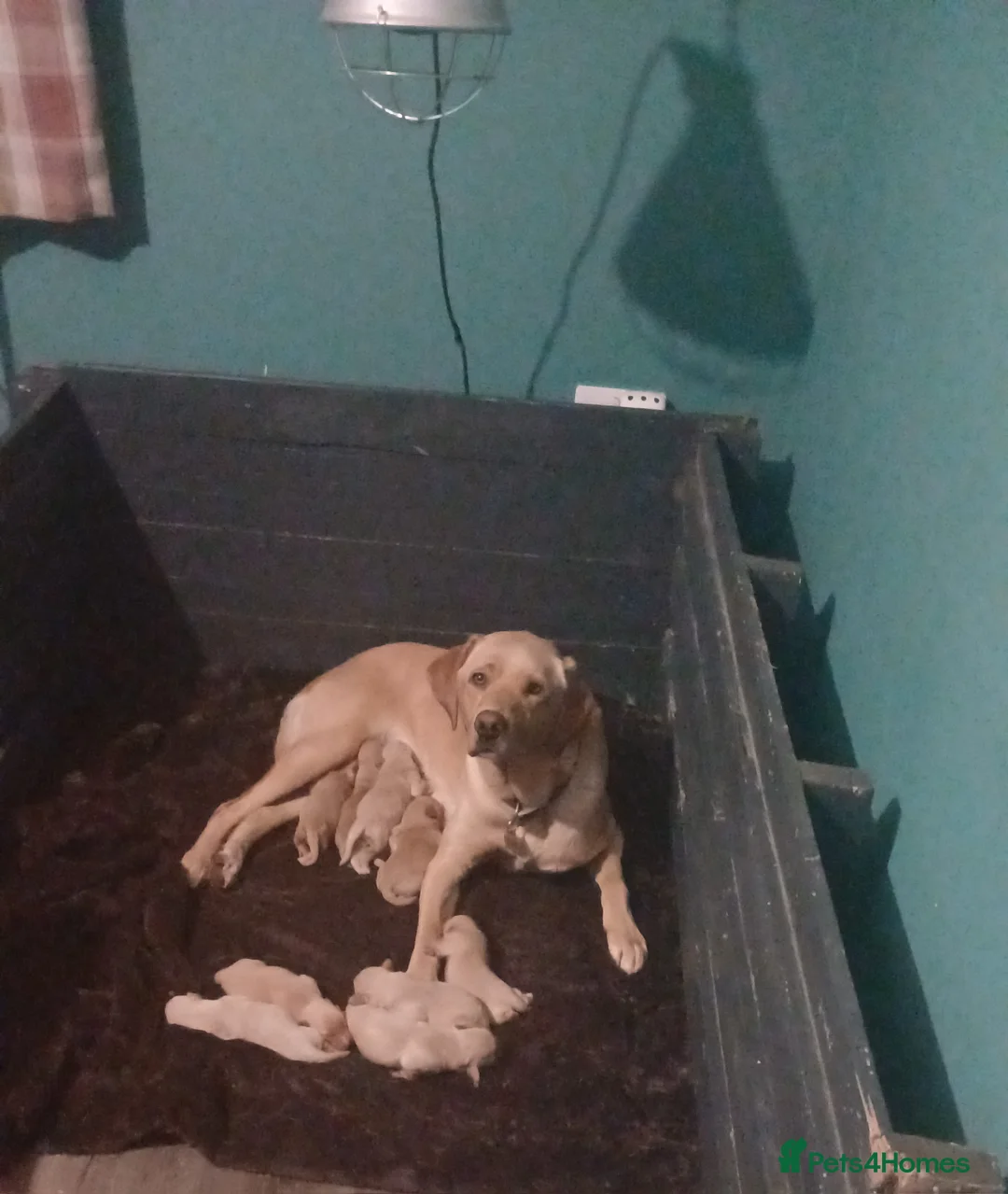 Labrador Retriever dogs for sale: 10  LABRADOR PUP'S  One of best in their field!  - Advert 1