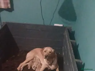 Labrador Retriever dogs 10 LABRADOR PUP'S One of best in their field! - Advert 9