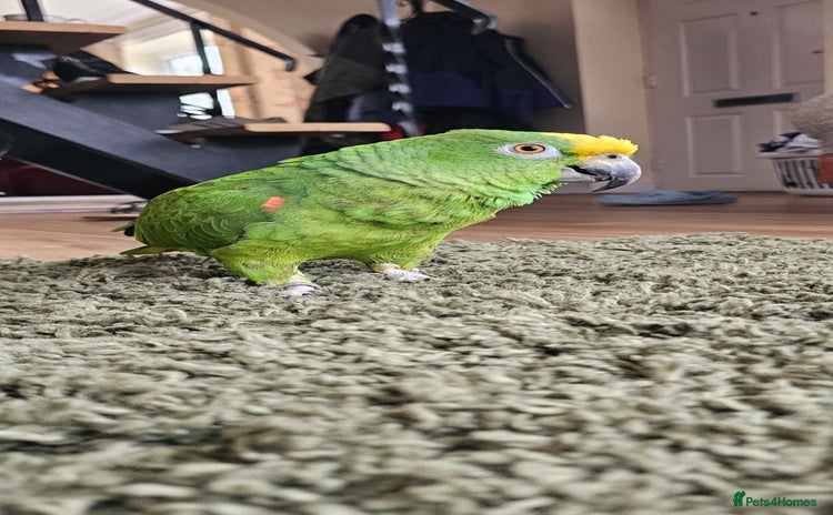 Parrots birds - Advert 1