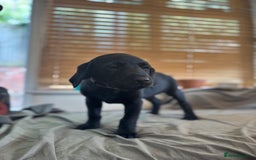 Labrador Retriever dogs for sale: KC registered Labrador pups - Image 7
