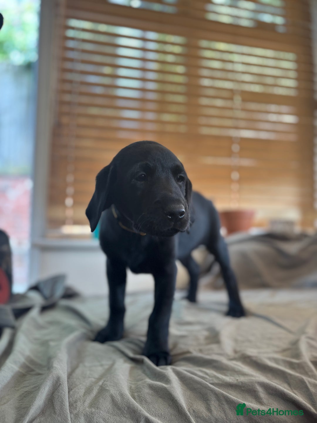 Labrador Retriever dogs for sale: KC registered Labrador pups - Image 7