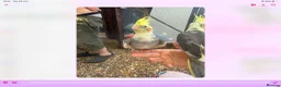 Cockatiels birds for sale: Baby cocktails for sale - Advert 11