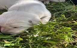 Labrador Retriever dogs for sale: KC health tested Labrador Pups  - Image 4