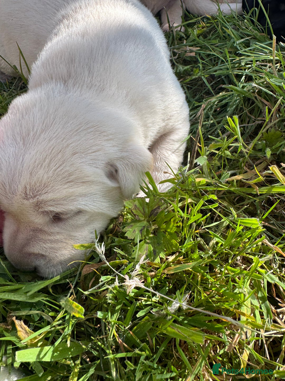 Labrador Retriever dogs for sale: KC health tested Labrador Pups  - Image 4