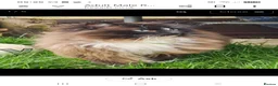 Ragdoll cats for sale: Male ragdoll - Advert 5