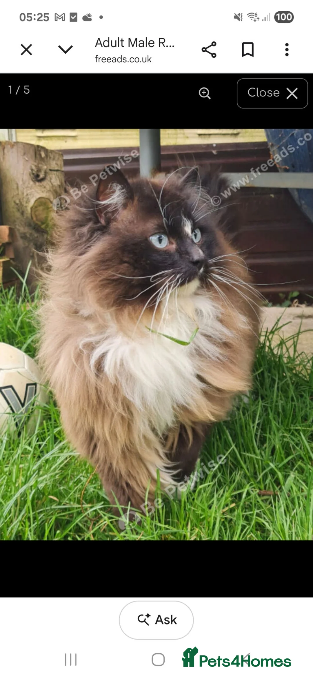 Ragdoll cats for sale: Male ragdoll - Advert 5