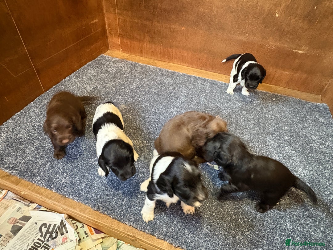 Sprocker dogs for sale: Beautiful Sprocker Spaniel puppies  - Image 3