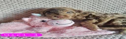 Cockapoo dogs for sale: Cockapoo Merle Puppies  - Advert 9