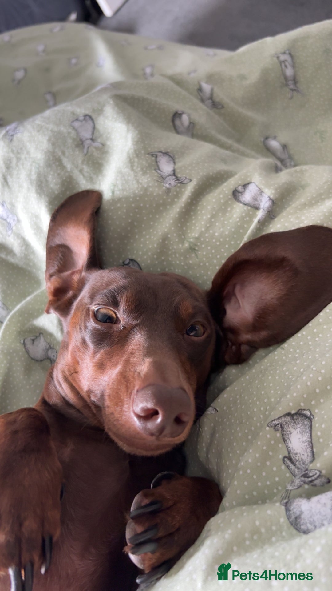 Miniature Dachshund dogs for stud: Miniature Dachshund STUD dog  - Advert 13