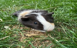 Guinea Pig rodents for sale: Male Guinea Pigs For Sale  - Image 7