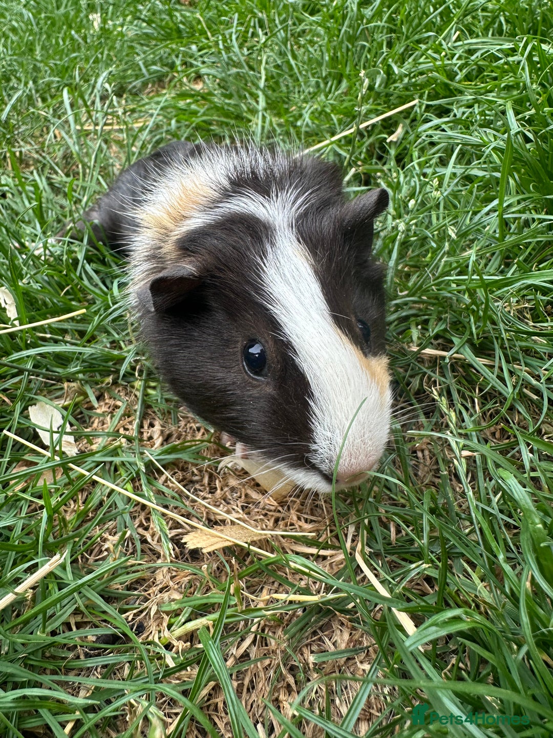 Guinea Pig rodents for sale: Male Guinea Pigs For Sale  - Image 7