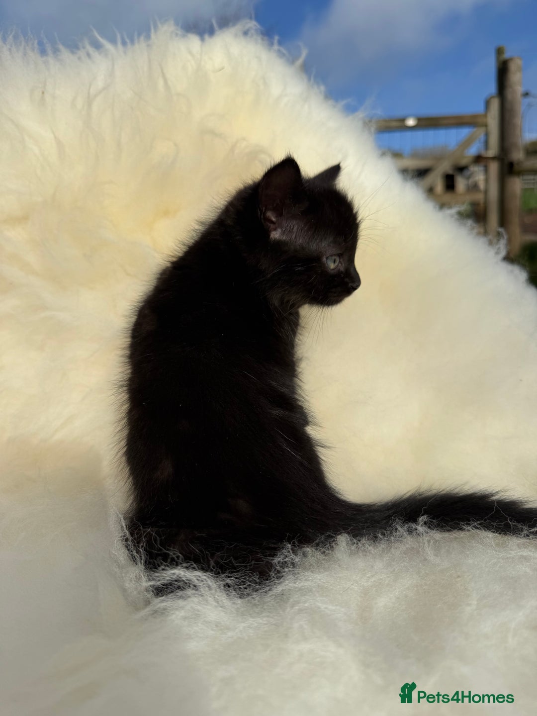 Mixed Breed cats for sale: Beutiful, Kittens Raised to Highest Standard - Image 6