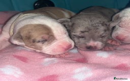 Mixed Breed dogs for sale: American Bulldog X Mastiff mix  - Image 22