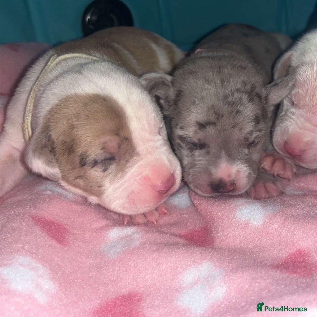 Mixed Breed dogs for sale: American Bulldog X Mastiff mix  - Image 22