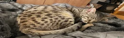 Savannah cats for sale: Gorgeous male F6 Savannah for sale - Advert 5
