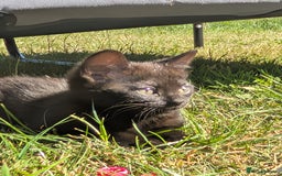 Bombay cats for sale: Black Bombay Male Kitten - Image 1