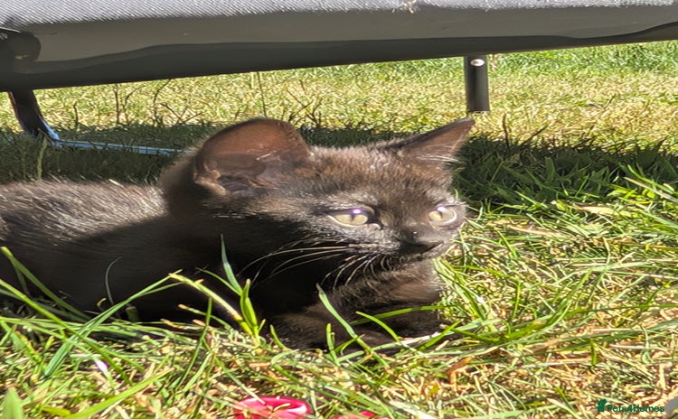 Bombay cats - Advert 1