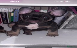 French Bulldog dogs for sale: French bulldog puppy  - Image 3