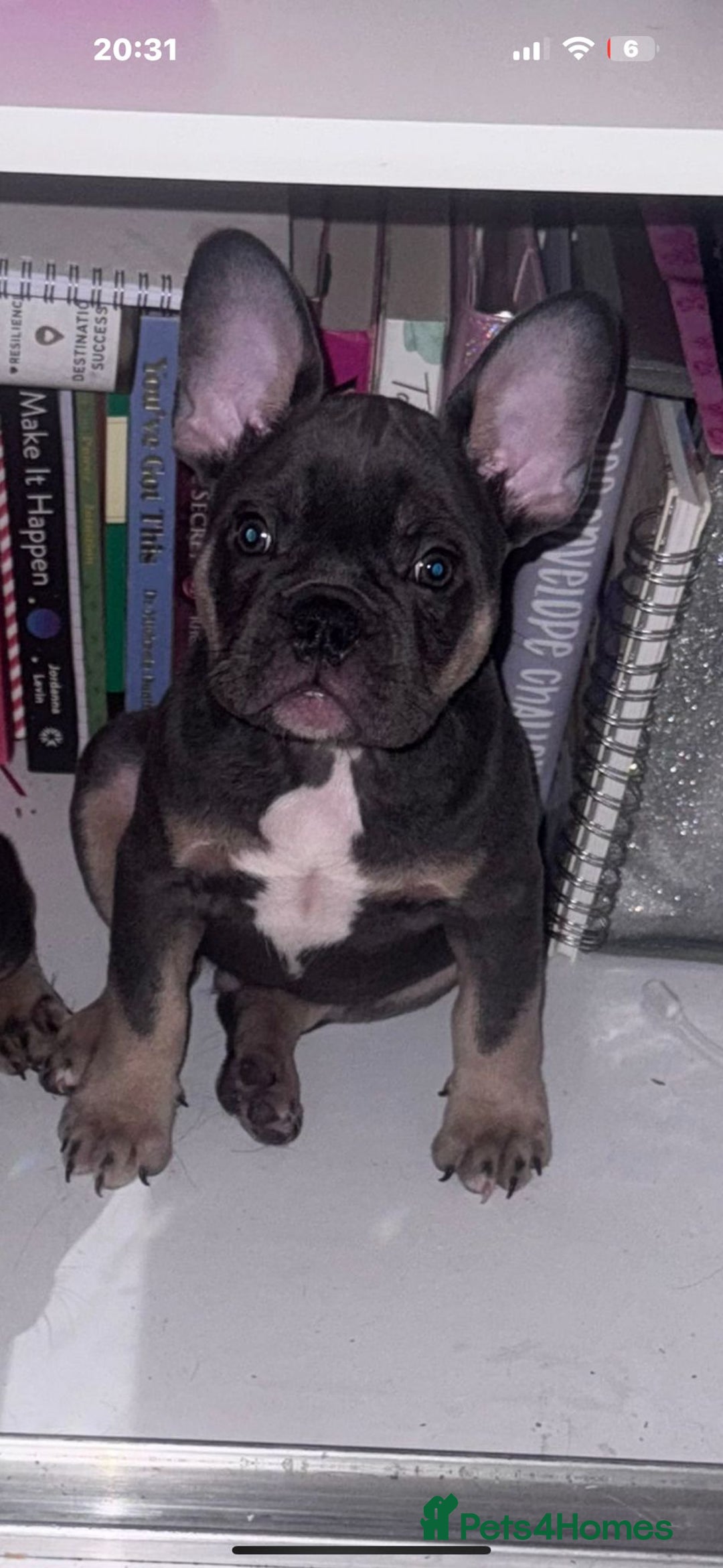 French Bulldog dogs for sale: French bulldog puppy  - Image 3