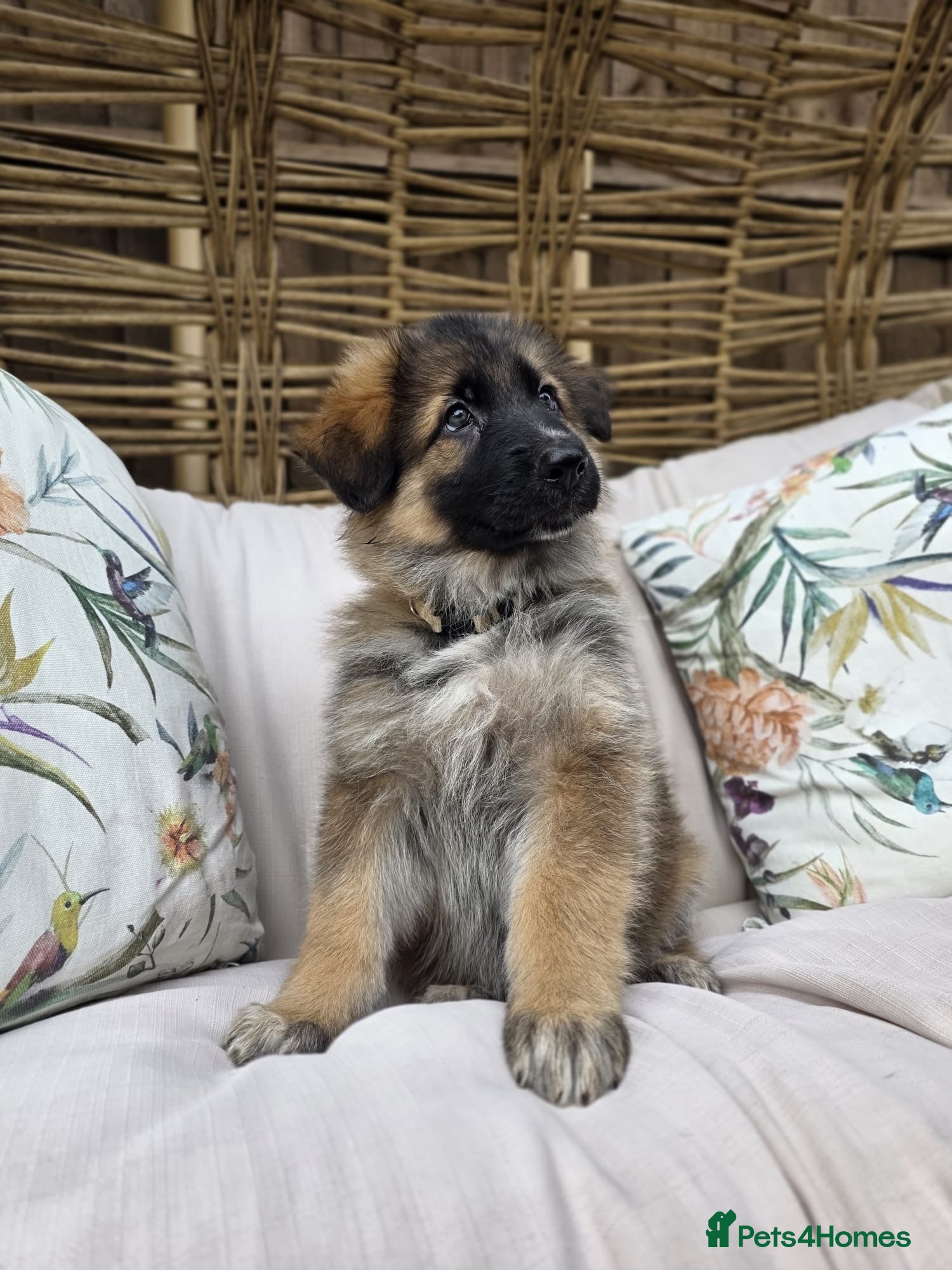 German Shepherd dogs Beautiful German Shepherd Puppies - Advert 6