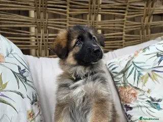 German Shepherd dogs Beautiful German Shepherd Puppies - Advert 2
