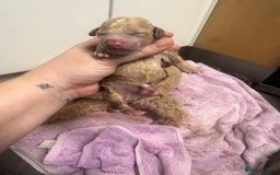 Poochon dogs for sale: Beautiful Poochon Pups Home Bred second litter - Advert 8