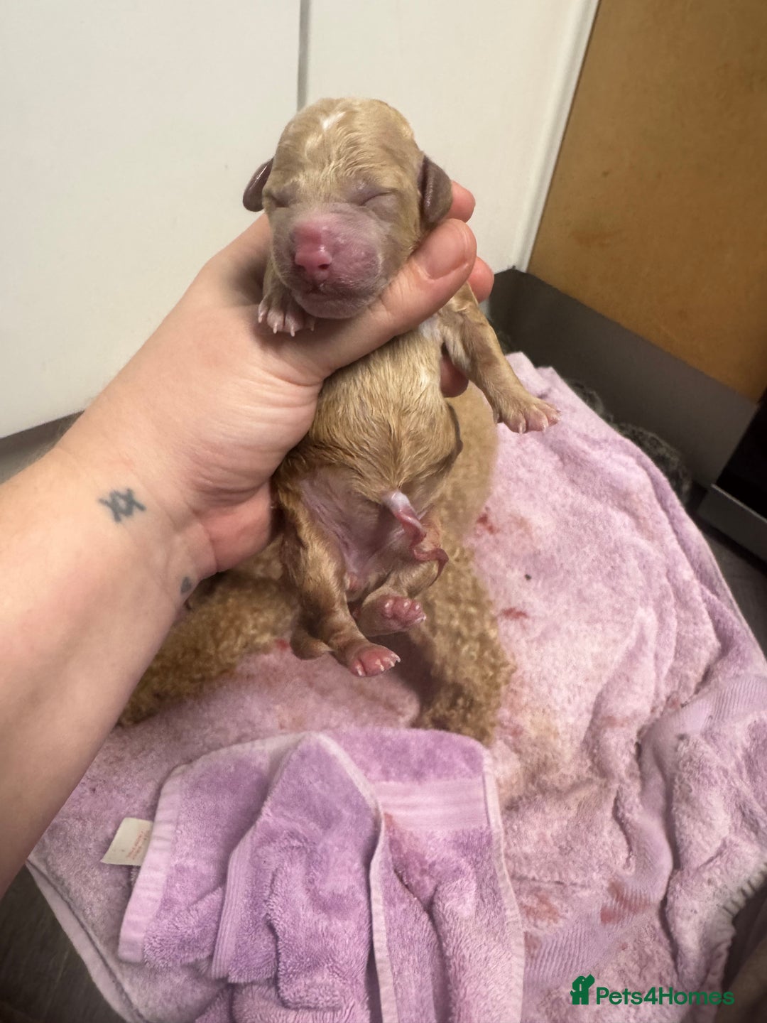 Poochon dogs for sale: Beautiful Poochon Pups Home Bred second litter - Advert 8