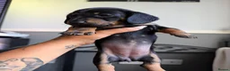 Miniature Dachshund dogs for sale: Mini dachshund  - Advert 6
