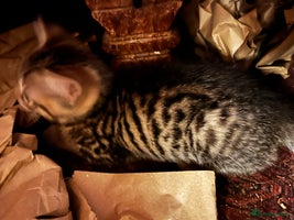 Bengal cats 25 d3c Bengal X KittensWith Famous References! - Advert 2