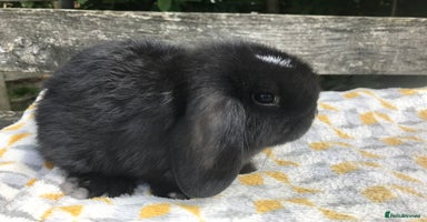 Mini Lop rabbits - Advert 5