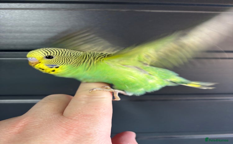 Budgerigars birds - Advert 9