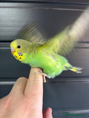 Budgerigars birds - Advert 19