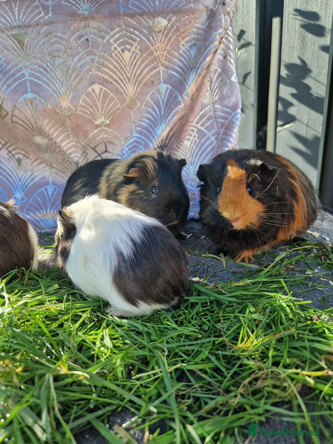 Guinea Pig rodents for sale: Beautful female guineapig  - Advert 14