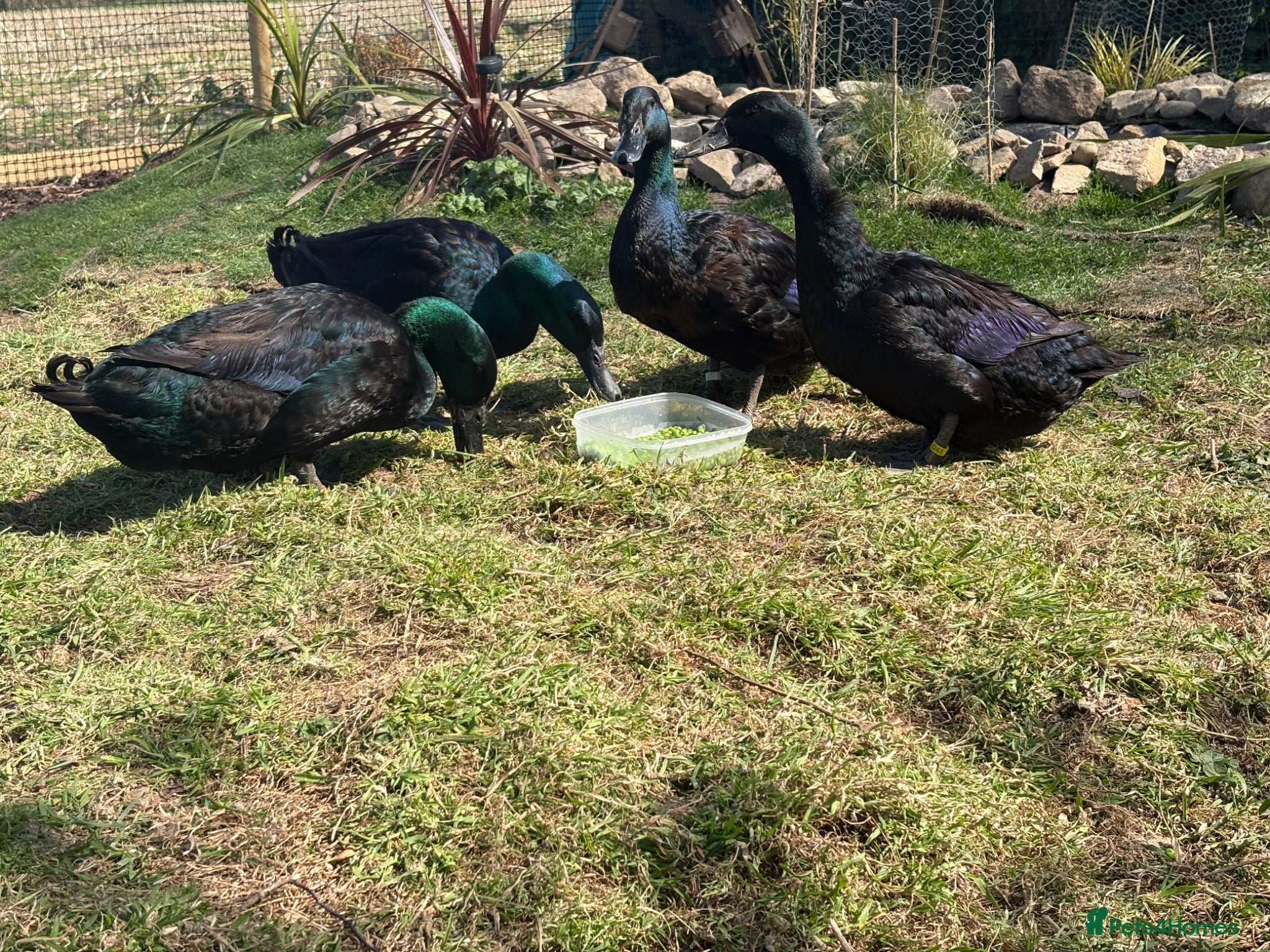 Ducks poultry Cayuga drakes  - Advert 17