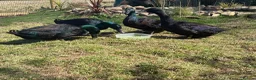 Ducks poultry for sale: Cayuga drakes  in Haverfordwest - Advert 1