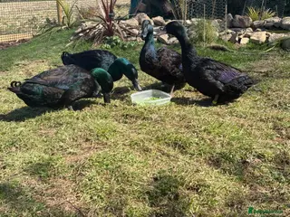 Ducks poultry Cayuga drakes - Advert 17