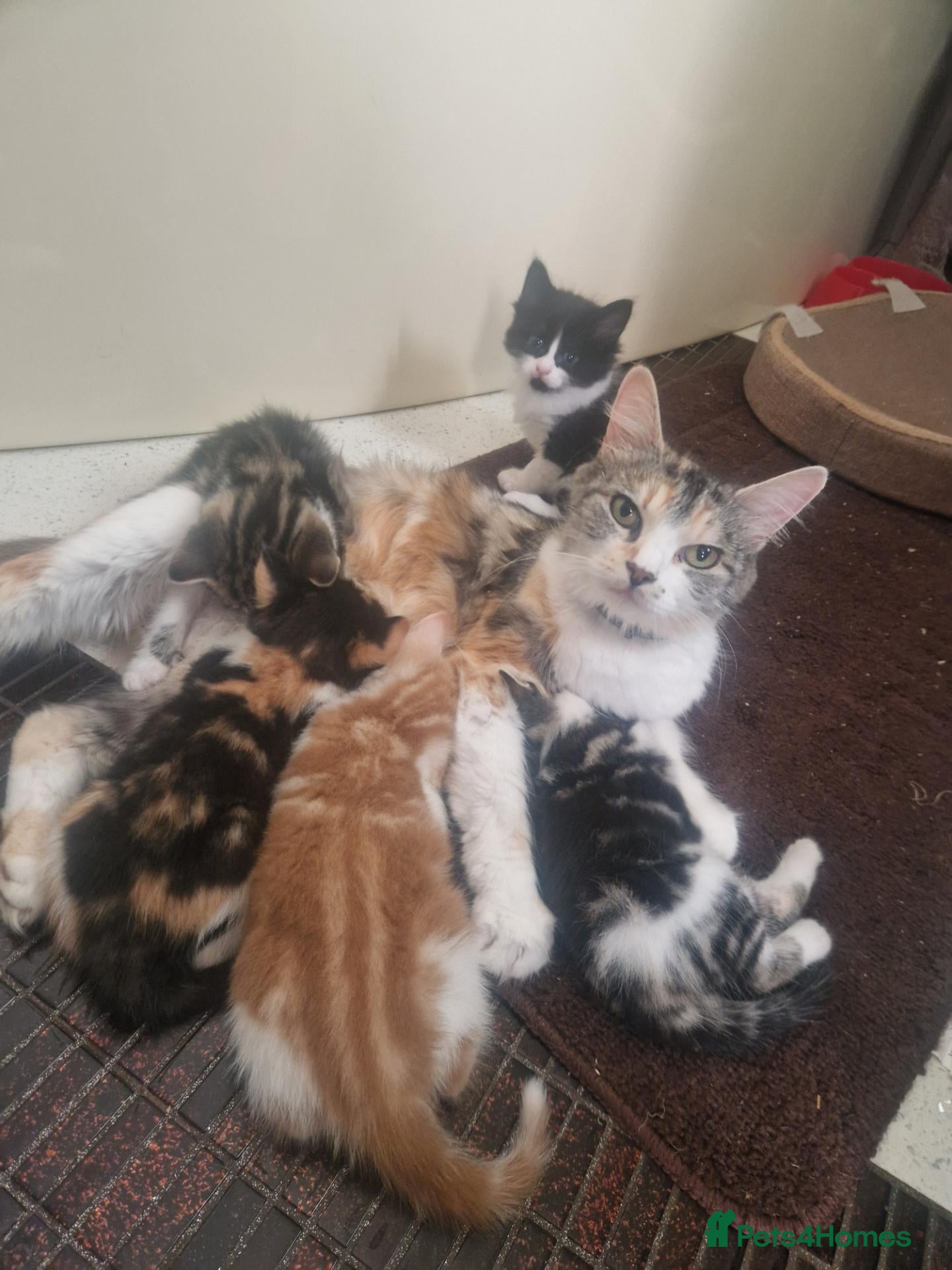Mixed Breed cats Kittens  - Advert 1