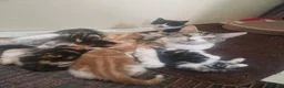 Mixed Breed cats for sale: Kittens  - Advert 1